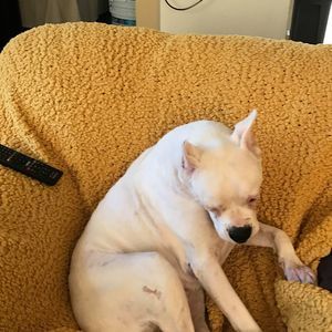 Meet your Posher, Dixie